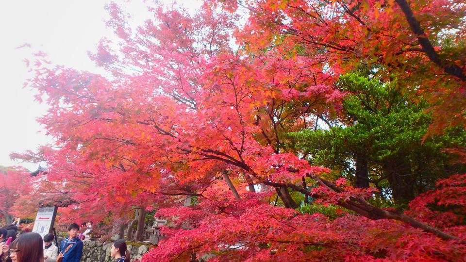 [EN] Autumn in Kyoto